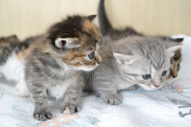 ４匹の子猫たち